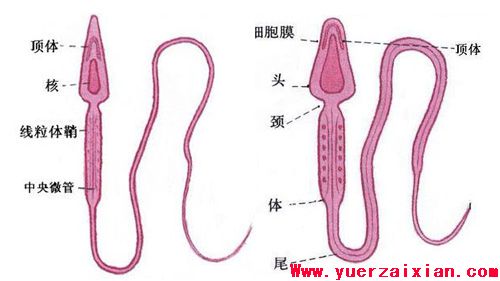 新生命诞生完整过程