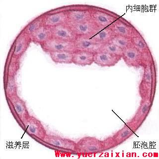 新生命诞生完整过程