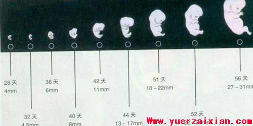 新生命诞生完整过程